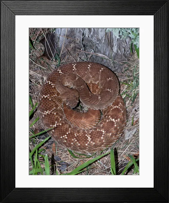 Framed Print : Pacific Rattlesnake, Crotalus oreganus Framed Print : Pacific Rattlesnake, Crotalus oreganus