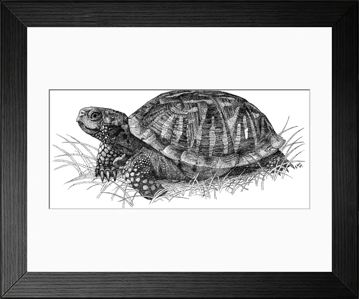 Framed Print : Ornate Box Turtle Framed Print : Ornate Box Turtle