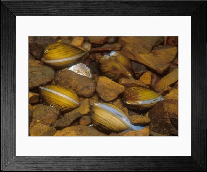 Framed Print : Asiatic Clam