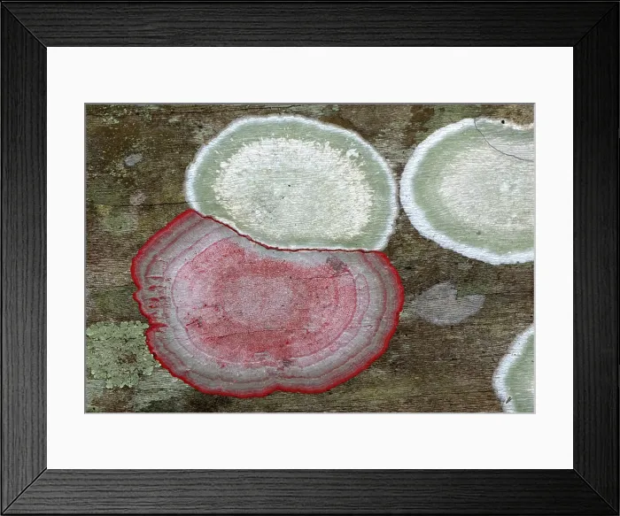 Framed Print : Christmas wreath lichen (C. rubrocincta) Framed Print : Christmas wreath lichen (C. rubrocincta)