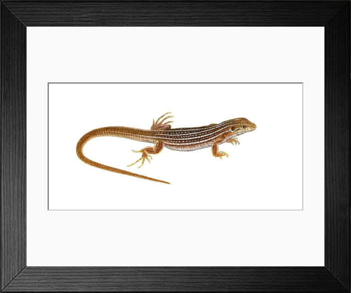 Framed Print : New Mexico Whiptail Lizard Framed Print : New Mexico Whiptail Lizard