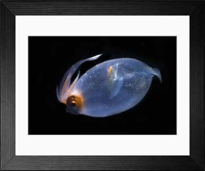 Framed Print : Cockatoo Squid Framed Print : Cockatoo Squid