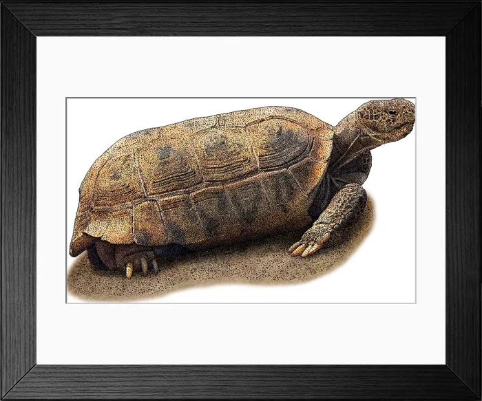 Framed Print : Bolson Tortoise, Illustration Framed Print : Bolson Tortoise, Illustration