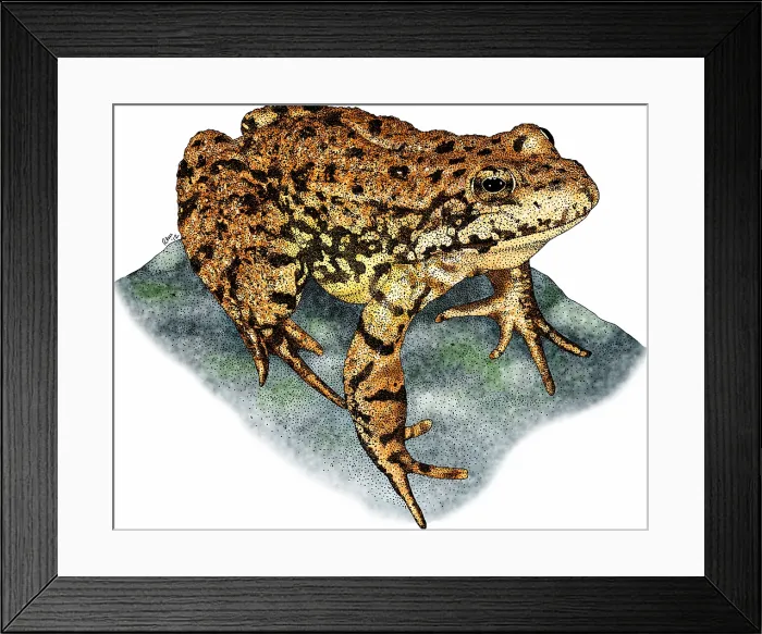 Framed Print : Sierra nevada mountain yellow legged frog Framed Print : Sierra nevada mountain yellow legged frog