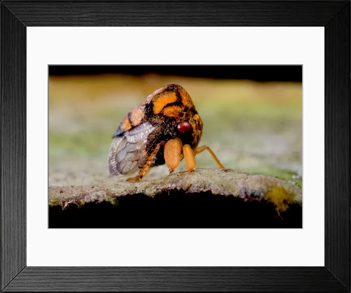 Framed Print : Ornate Hopper Nymph Framed Print : Ornate Hopper Nymph