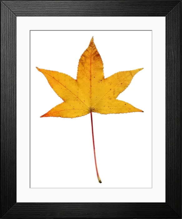 Framed Print : Sweetgum Leaf Framed Print : Sweetgum Leaf