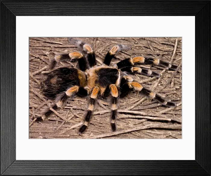 Framed Print : Mexican Red-Legged Tarantula