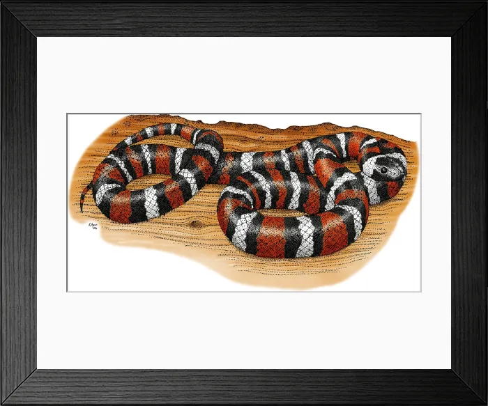 Framed Print : Mountain Kingsnake Framed Print : Mountain Kingsnake