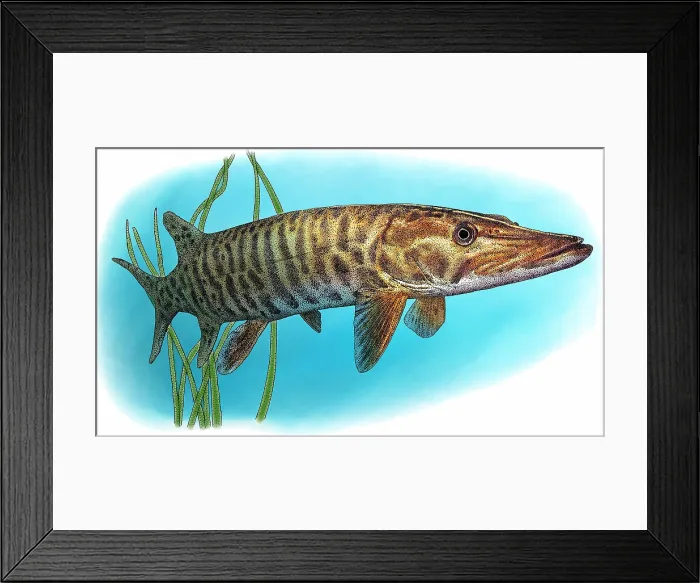 Framed Print : Muskellunge Framed Print : Muskellunge
