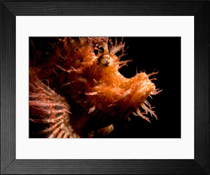 Framed Print : Weedy Scorpionfish Framed Print : Weedy Scorpionfish