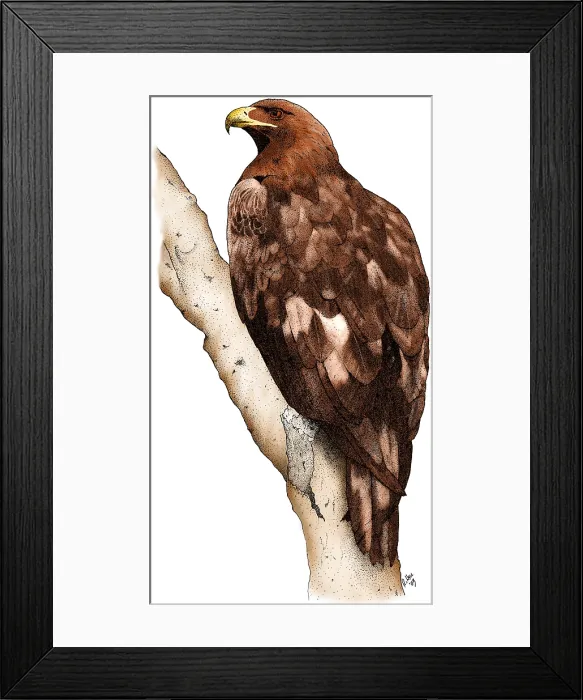 Framed Print : Golden Eagle Framed Print : Golden Eagle