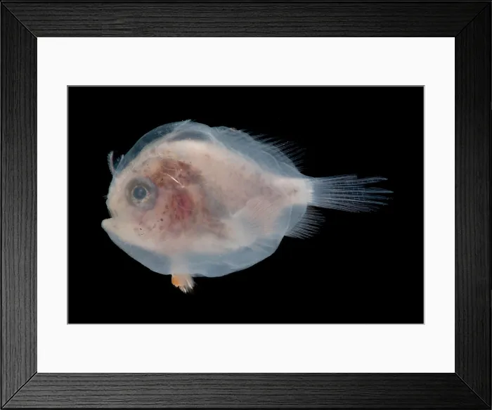 Framed Print : Larval Frogfish Framed Print : Larval Frogfish