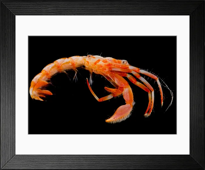 Framed Print : Hermit Crab (Paguroidea sp.)