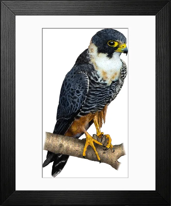 Framed Print : Bat falcon Framed Print : Bat falcon
