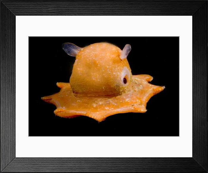 Framed Print : Flapjack Octopus Framed Print : Flapjack Octopus