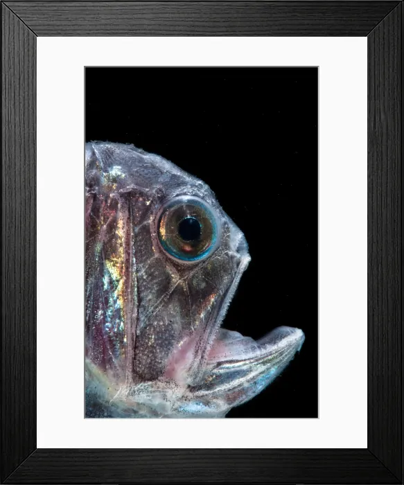 Framed Print : Fangtooth (Anoplogaster cornuta) Framed Print : Fangtooth (Anoplogaster cornuta)