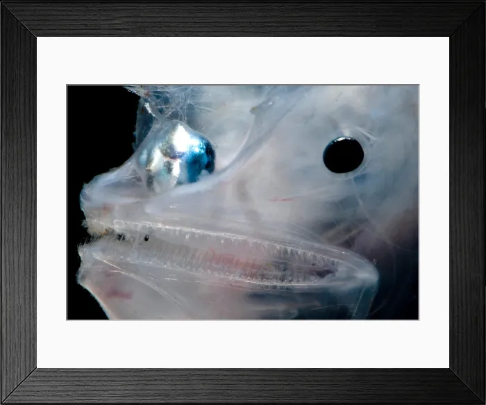 Framed Print : Phantom Anglerfish Framed Print : Phantom Anglerfish