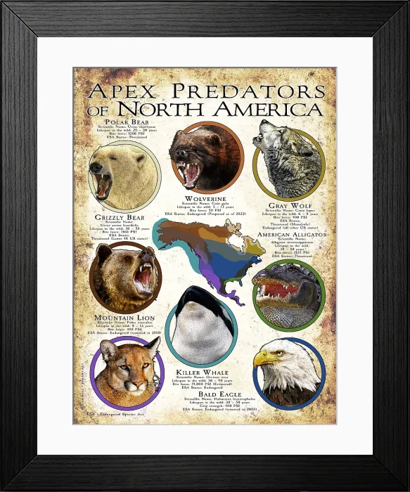 Framed Print : Apex Predators of North America
