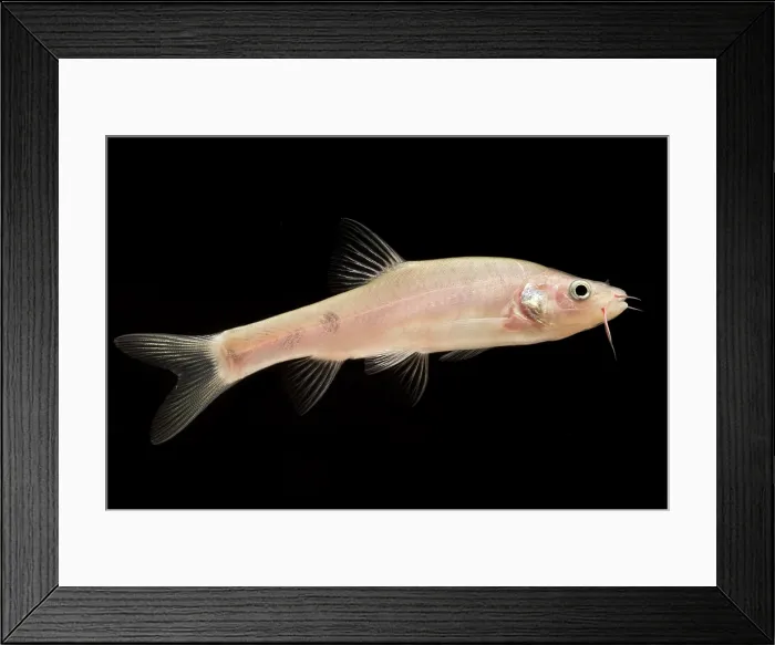 Framed Print : Guilin Golden-line Barbel (Sinocyclocheilus guilinensis) Framed Print : Guilin Golden-line Barbel (Sinocyclocheilus guilinensis)