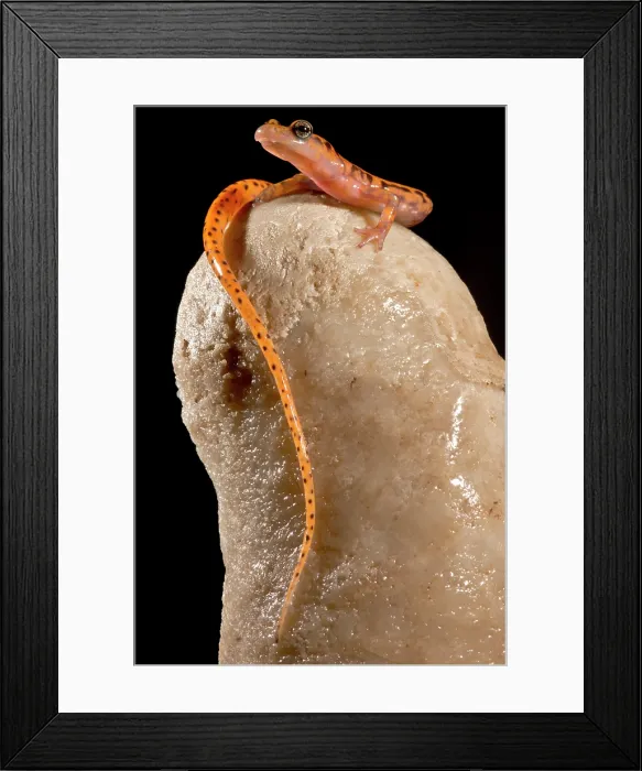 Framed Print : Cave Salamander, Eurycea lucifuga Framed Print : Cave Salamander, Eurycea lucifuga