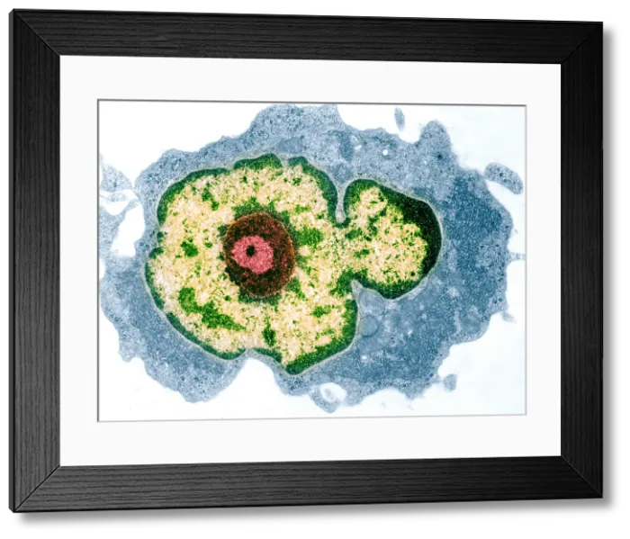 Framed Print : Spleen cell Framed Print : Spleen cell
