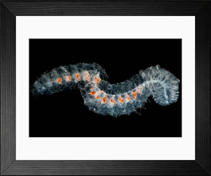Framed Print : Pyrosome Colony Framed Print : Pyrosome Colony