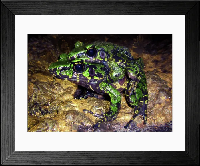 Framed Print : Wuchuan Odorous Frog (Odorrana wuchuanensis) Framed Print : Wuchuan Odorous Frog (Odorrana wuchuanensis)