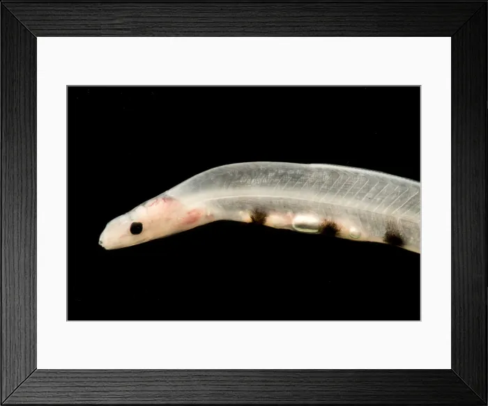 Framed Print : Larval Eel (Acromycter cf perturbator)