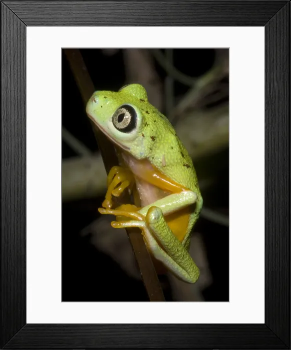 Framed Print : Tree Frog. Hylomantis lemur, the white eyed leaf frog, is a critically threatened species Framed Print : Tree Frog. Hylomantis lemur, the white eyed leaf frog, is a critically threatened species