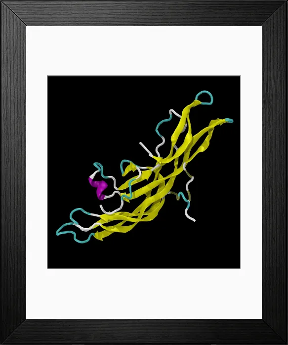 Framed Print : Human Chorionic Gonadotropin Molecule (HCG) Framed Print : Human Chorionic Gonadotropin Molecule (HCG)