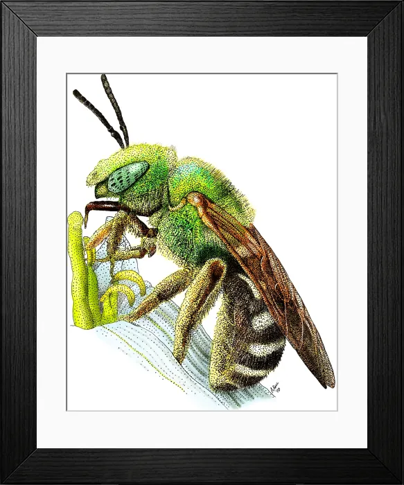 Framed Print : Green Metallic Bee Framed Print : Green Metallic Bee