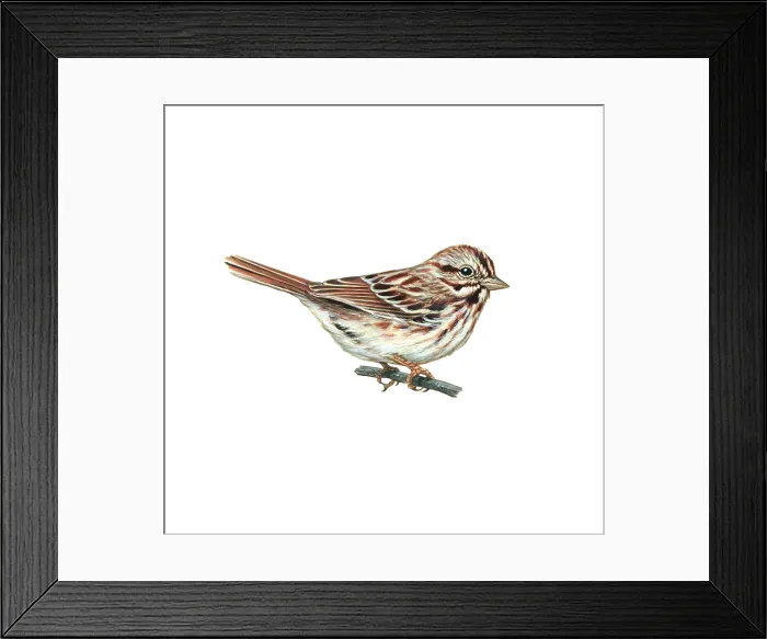 Framed Print : Song Sparrow (Melospiza melodia) Framed Print : Song Sparrow (Melospiza melodia)