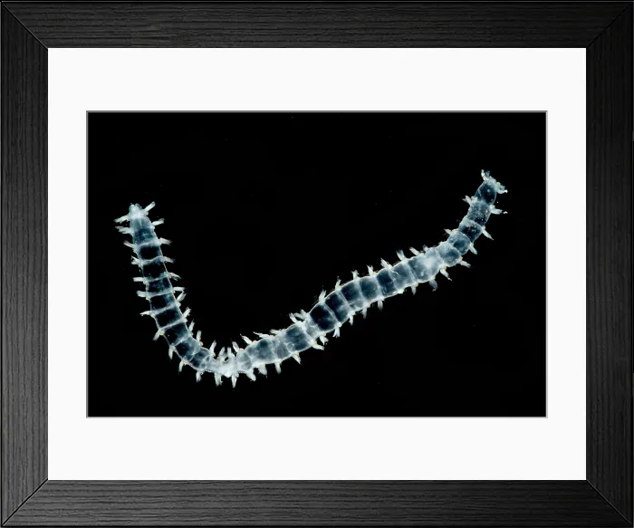 Framed Print : Polychaete Worm Framed Print : Polychaete Worm