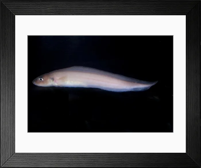 Framed Print : Porous-Head Eelpout