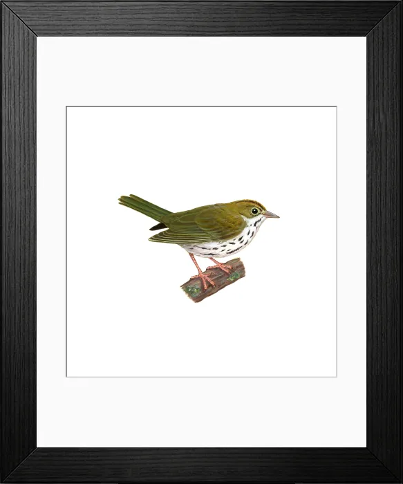 Framed Print : Ovenbird. Illustration of the ovenbird (Seiurus aurocapillus) Framed Print : Ovenbird. Illustration of the ovenbird (Seiurus aurocapillus)