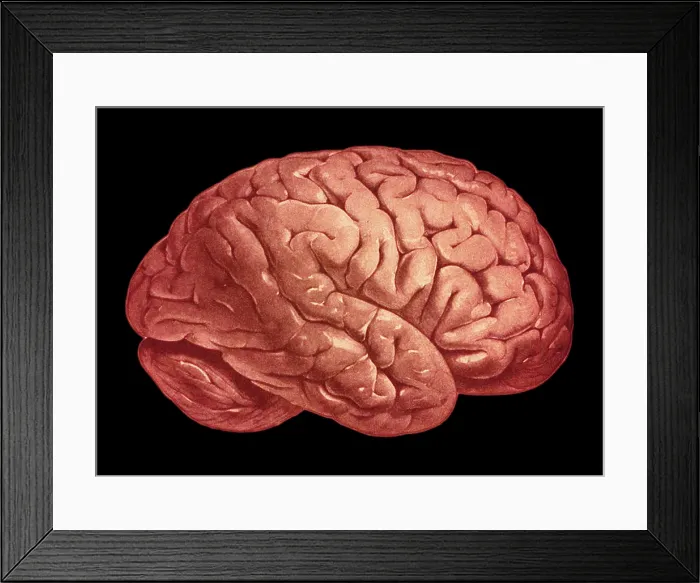 Framed Print : Brain illustration from an old human anatomy book Framed Print : Brain illustration from an old human anatomy book