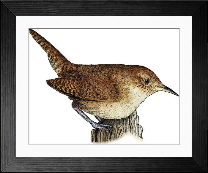 Framed Print : House Wren Framed Print : House Wren