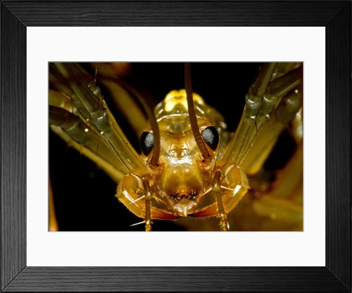 Framed Print : Chinese Cave House Centipede