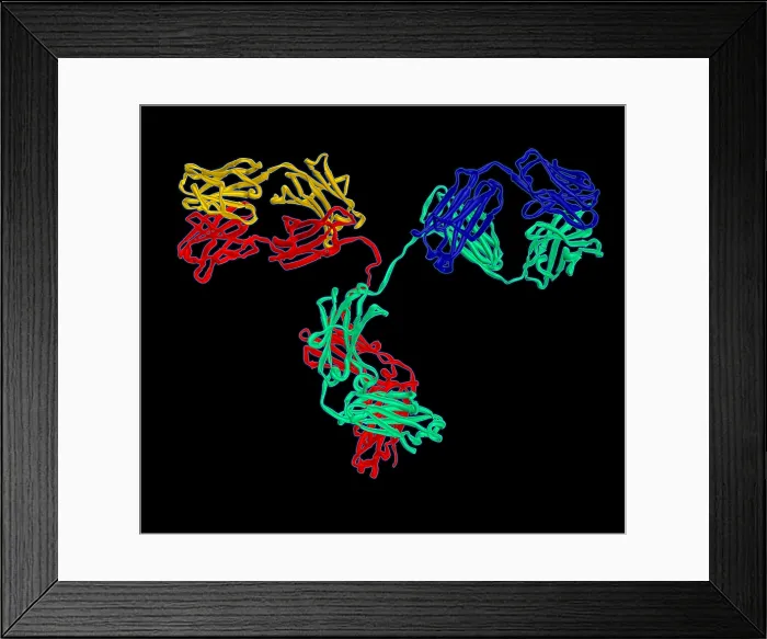 Framed Print : Antibody, Molecular Model Framed Print : Antibody, Molecular Model