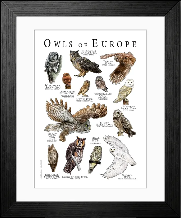 Framed Print : Owls of Europe Framed Print : Owls of Europe