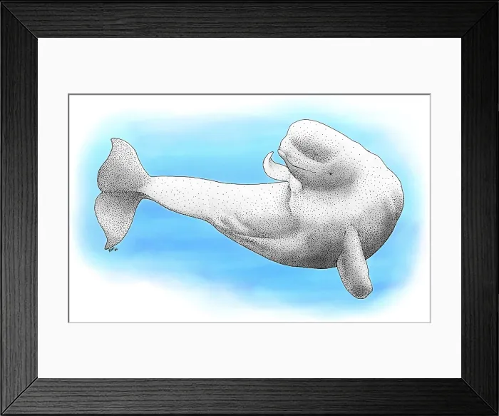 Framed Print : Beluga whale Framed Print : Beluga whale