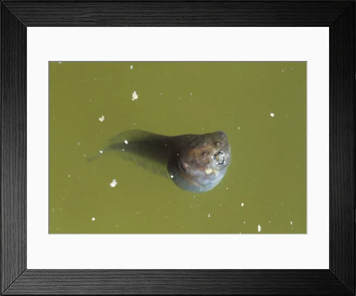 Framed Print : Yellow-eye Leaf Frog Tadpole Framed Print : Yellow-eye Leaf Frog Tadpole