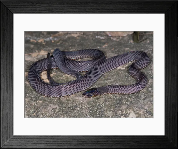 Framed Print : Bourret's Odd-scaled Snake Framed Print : Bourret's Odd-scaled Snake