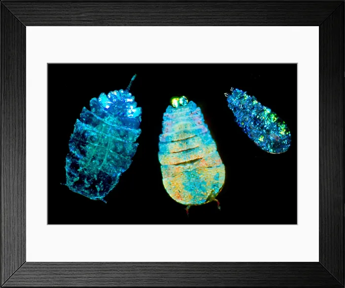Framed Print : Sea Sapphire, a copepod Framed Print : Sea Sapphire, a copepod