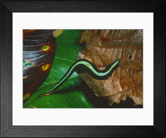 Framed Print : Terrestrial planarian worm Framed Print : Terrestrial planarian worm