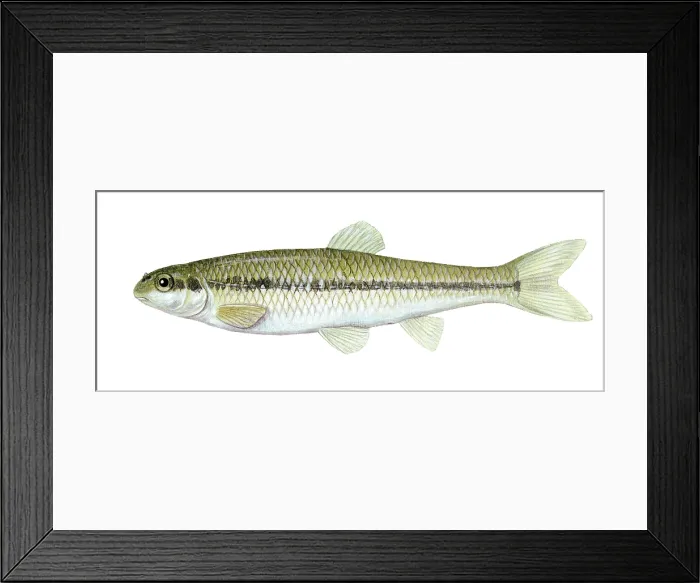Framed Print : Bluntnose Minnow Framed Print : Bluntnose Minnow