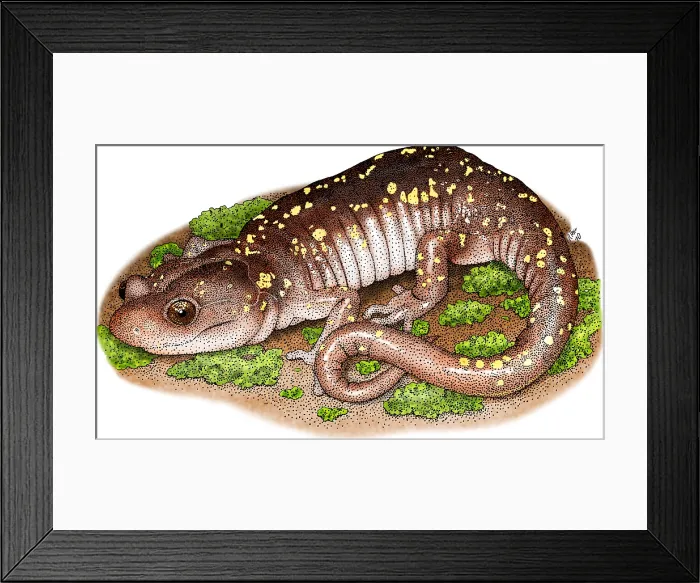 Framed Print : Aboreal Salamander