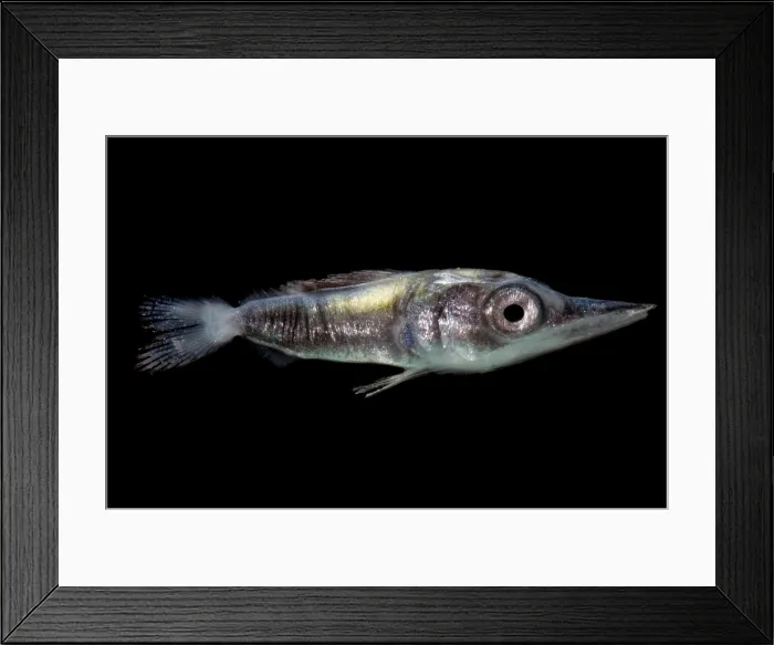Framed Print : Larval Billfish Framed Print : Larval Billfish