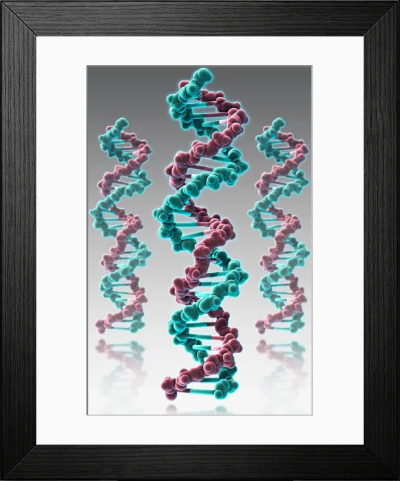 Framed Print : DNA, Molecular Model Framed Print : DNA, Molecular Model
