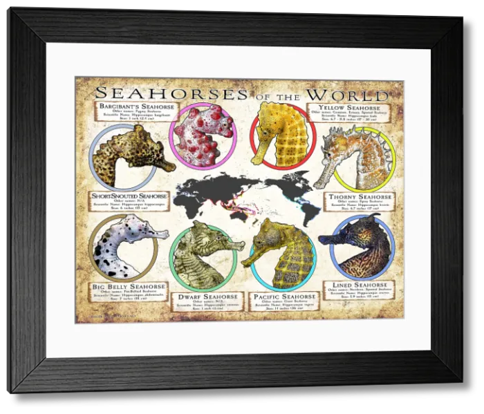 Framed Print : Seahorses of the World Framed Print : Seahorses of the World